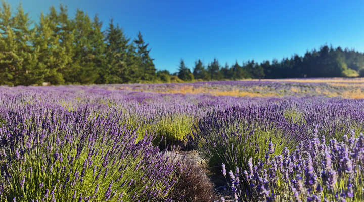 Welcome to Salish Sea Soapworks