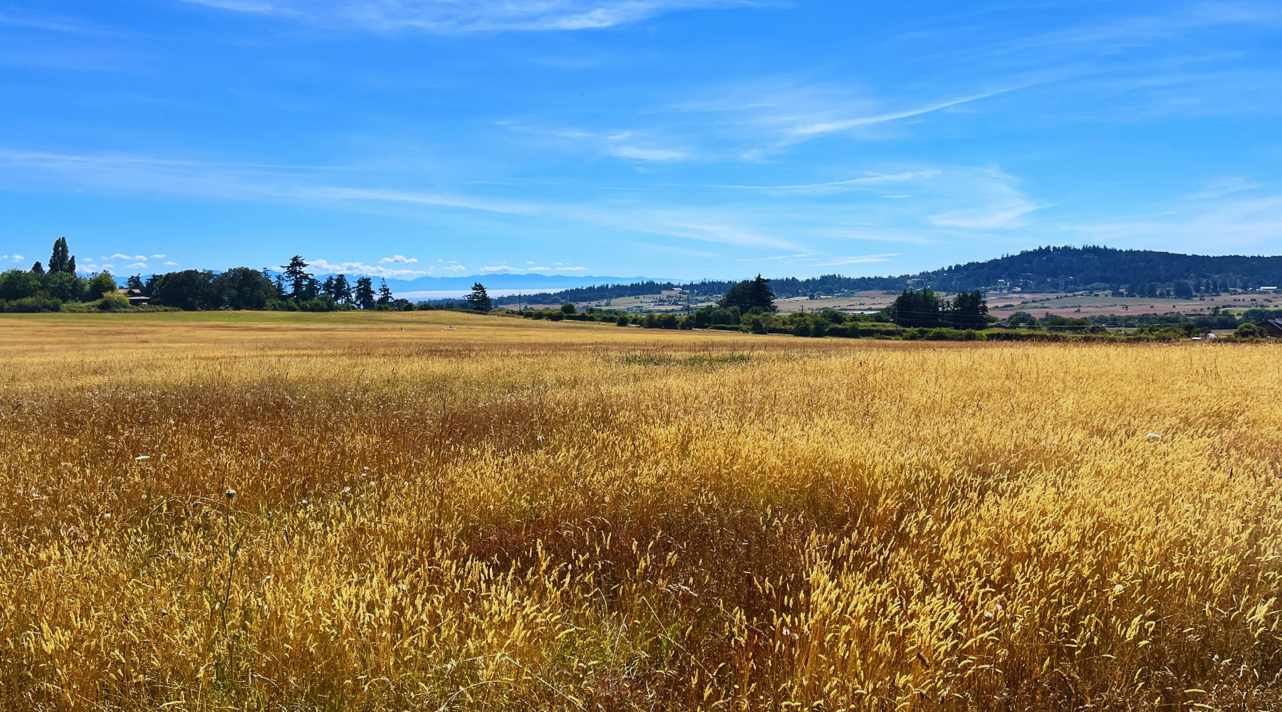 Golden wheat field with a clear blue sky and small trees in the distance