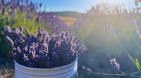Bucket filled with lavender in a field with sunlight filtering through