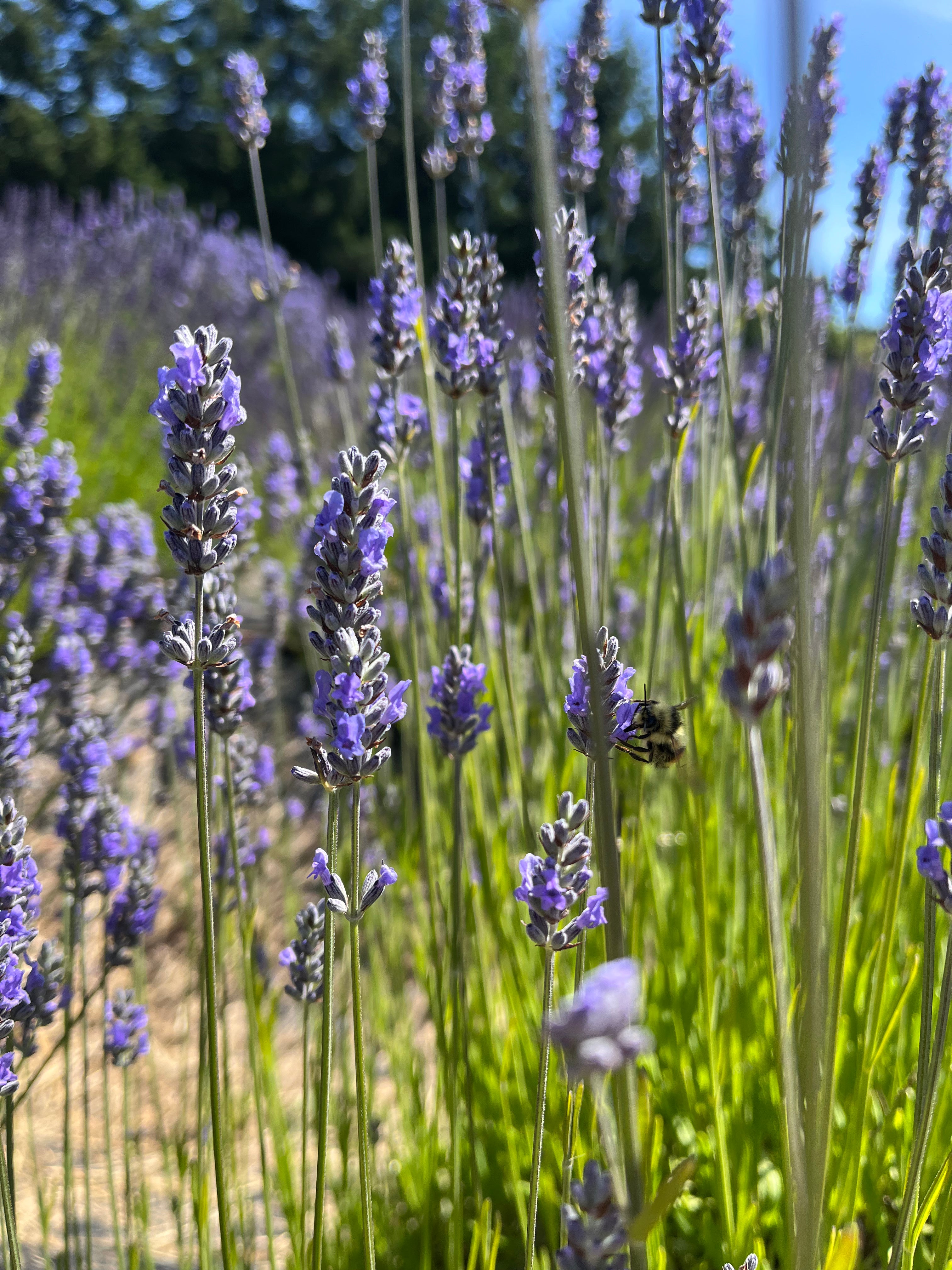 Lavender flowers in a field with a bee on a sunny day