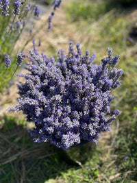 Bouquet of lavender flowers against a natural background