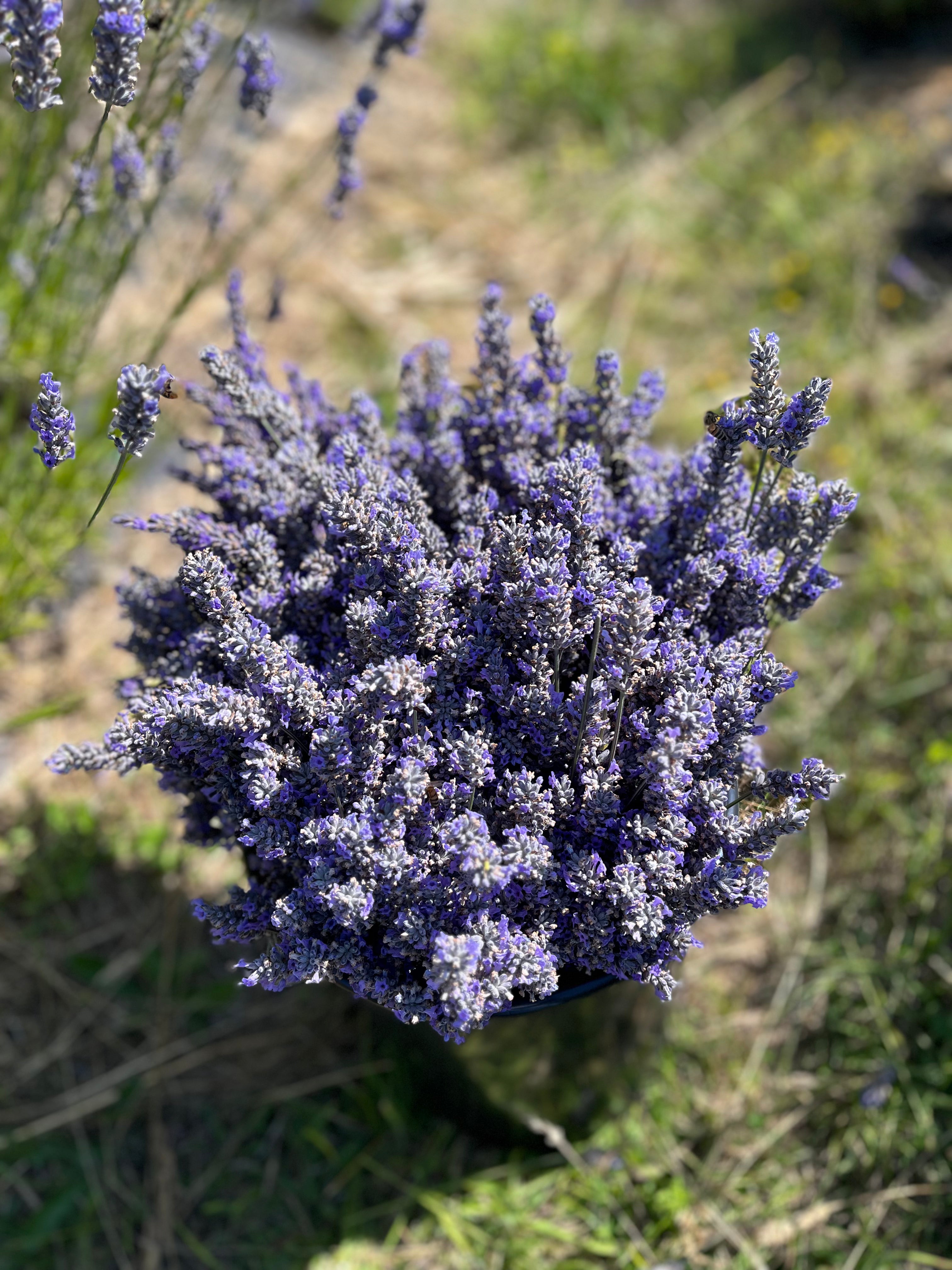 Bouquet of lavender flowers against a natural background
