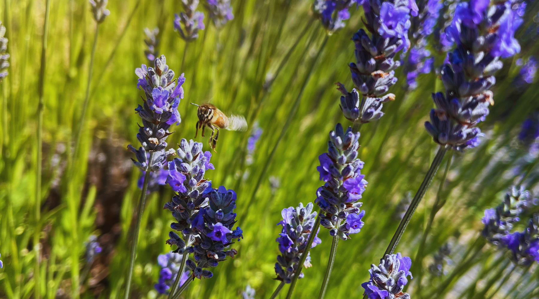 Lavender flowers with a bee in a field
