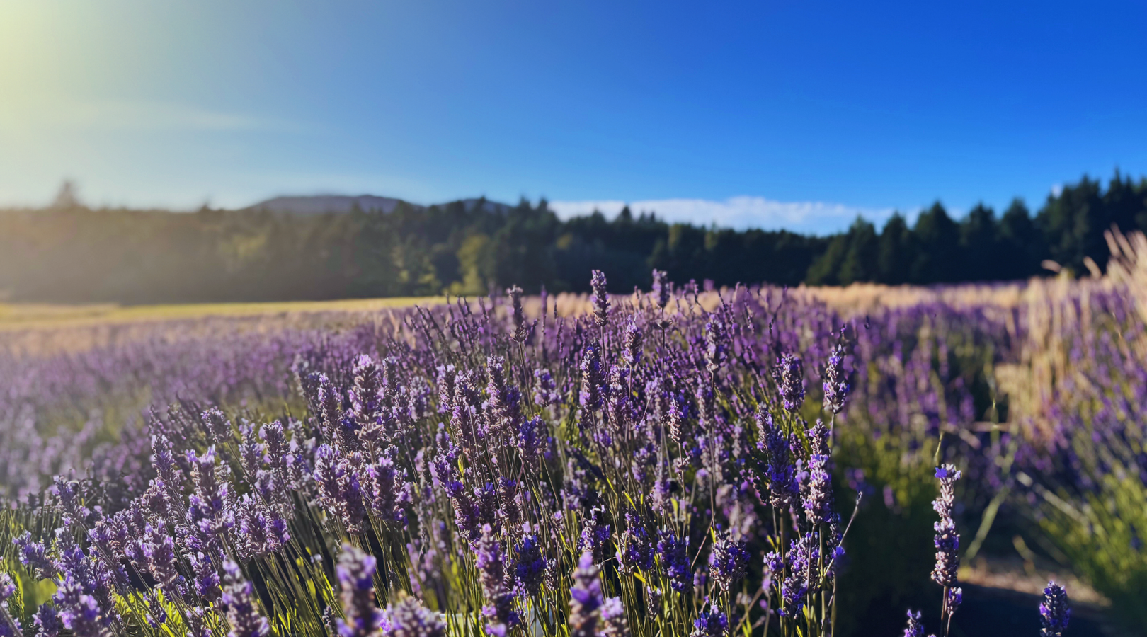 Field of lavender with a clear blue sky