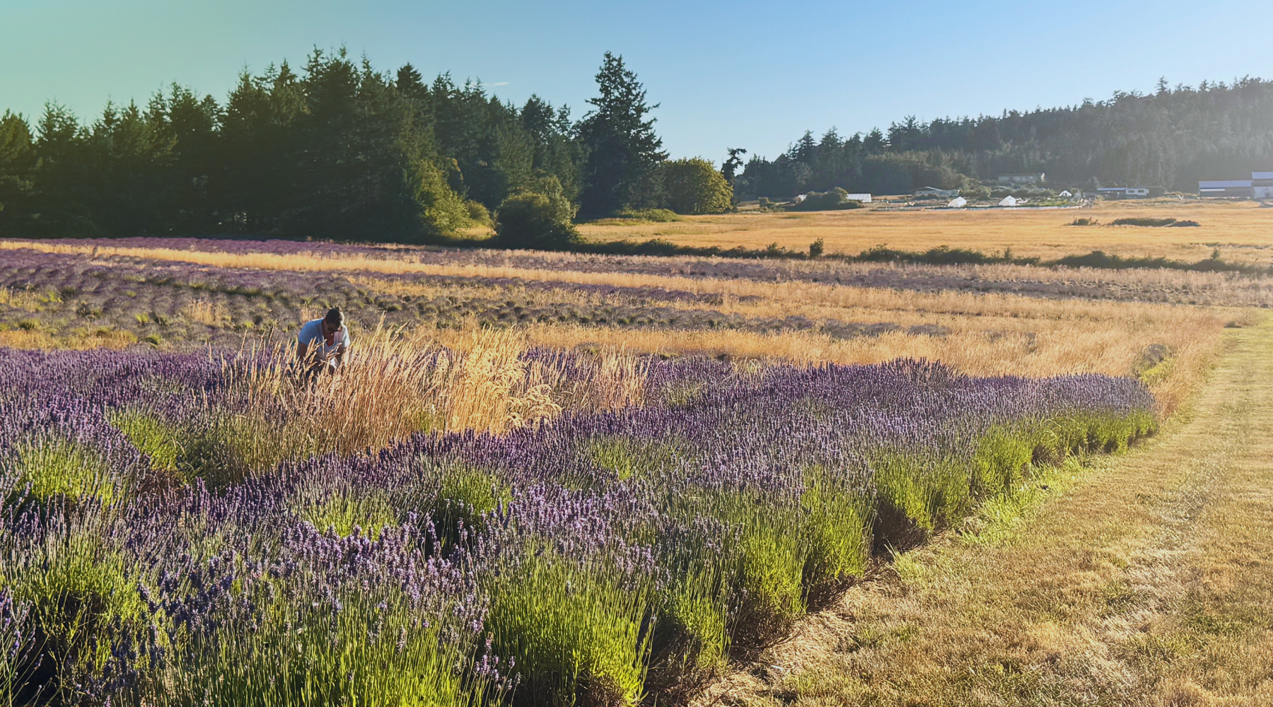 Person walking through a lavender field with trees and open sky in the background