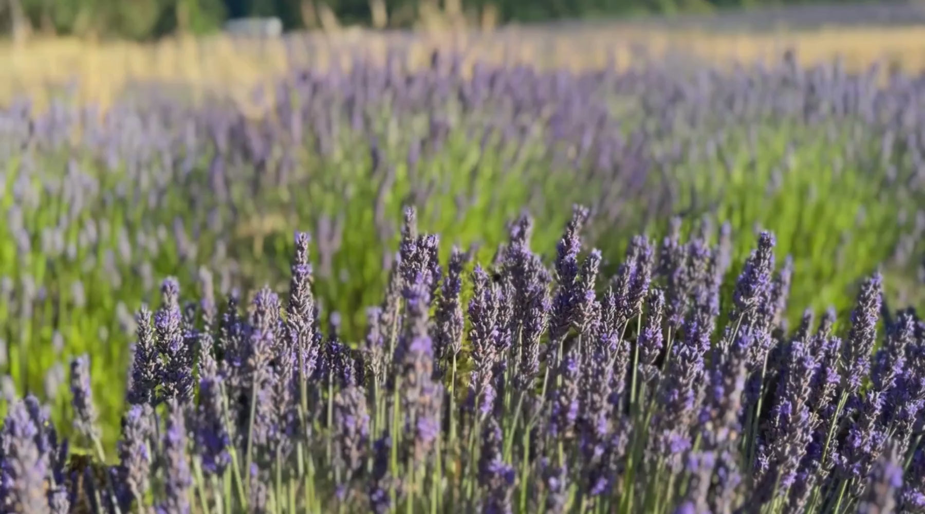 Lavender field with clear blue sky